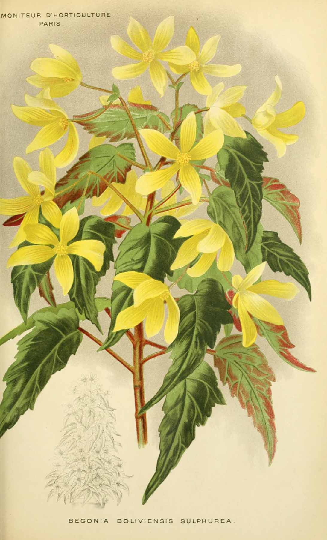 B. ‘Sulphurea’
